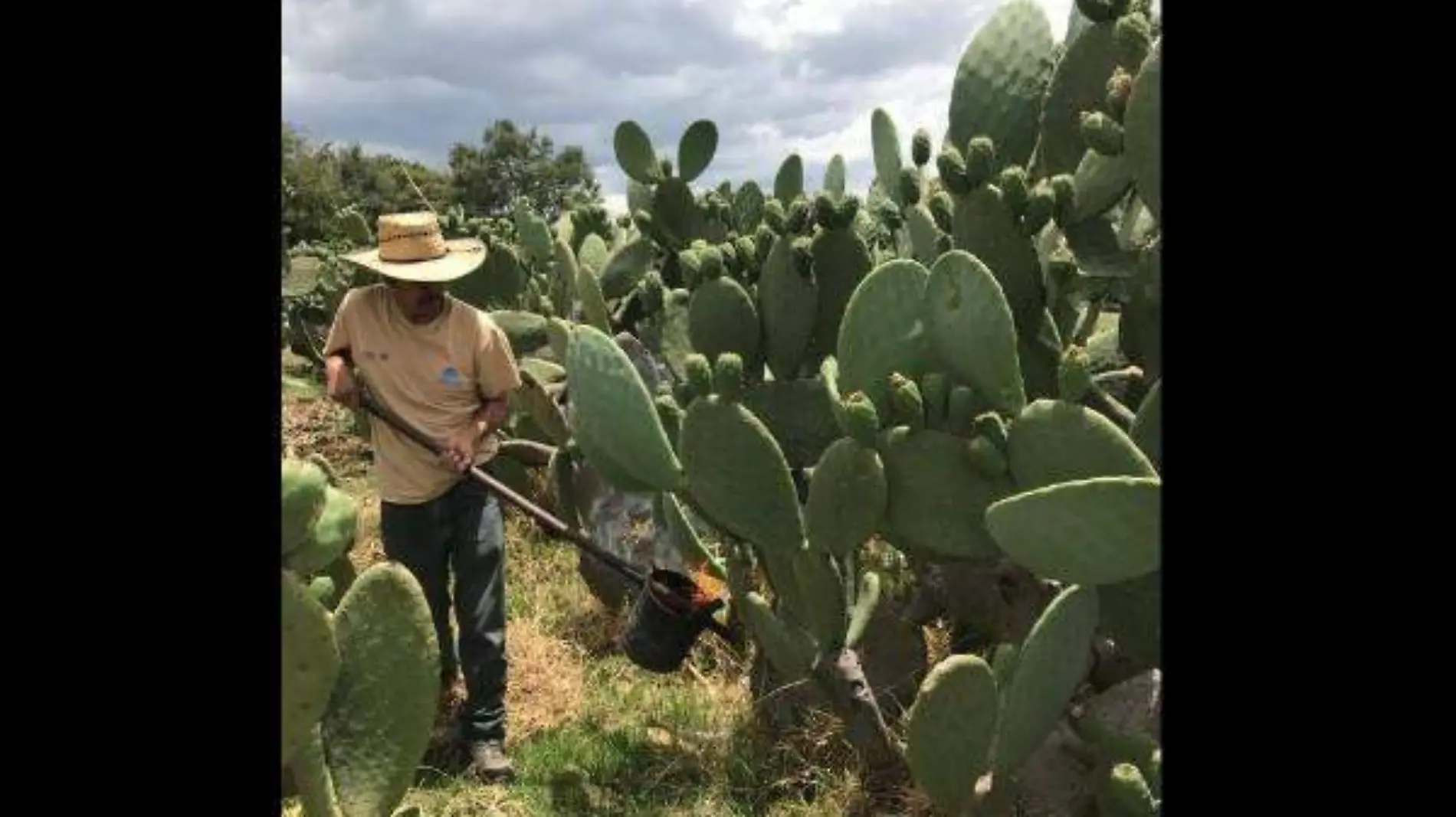 Campo tlaxcalteca 1